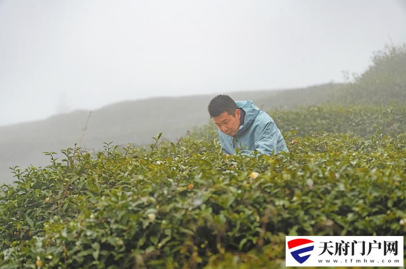“海鲜哥”“茶老板”“网红门神”
“川超”绿茵场上的凡人哥「相关图片」